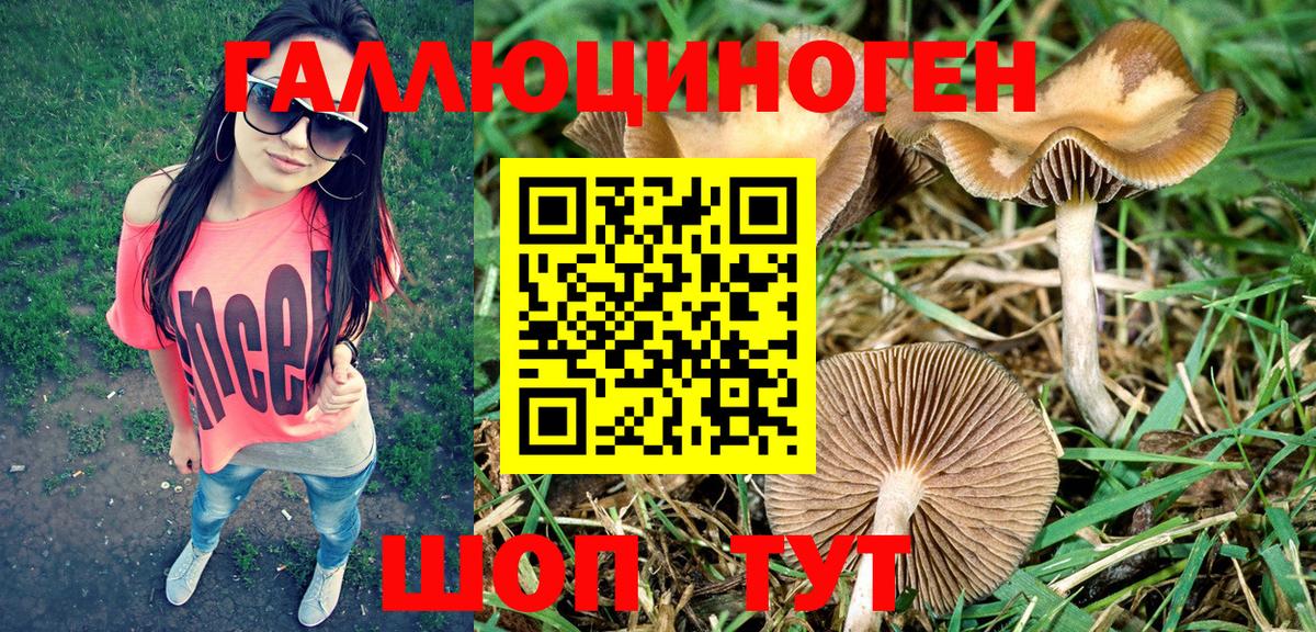 Ярославль  Псилоцибиновые грибы GOLDEN TEACHER  Вход с VPN 